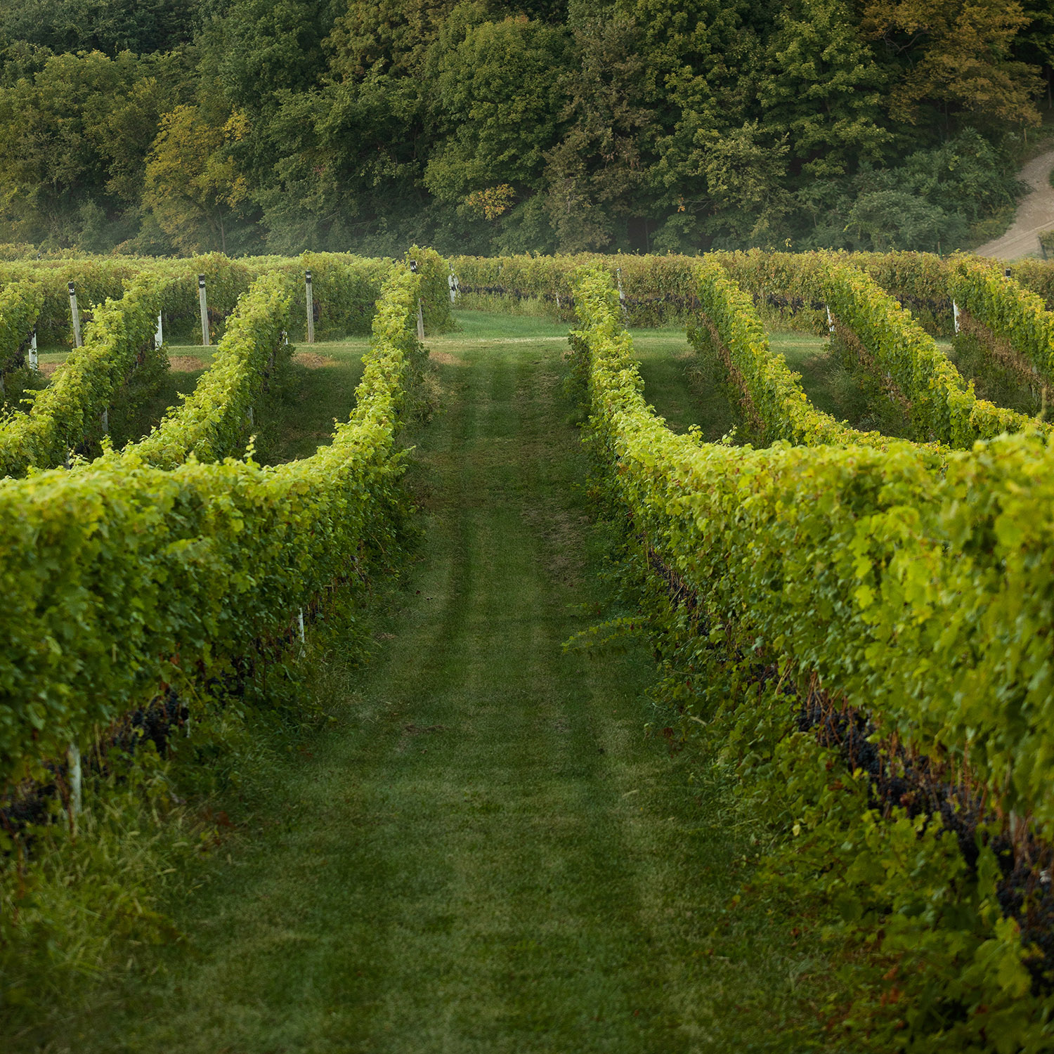 Dablon_Vineyards-244-web ready