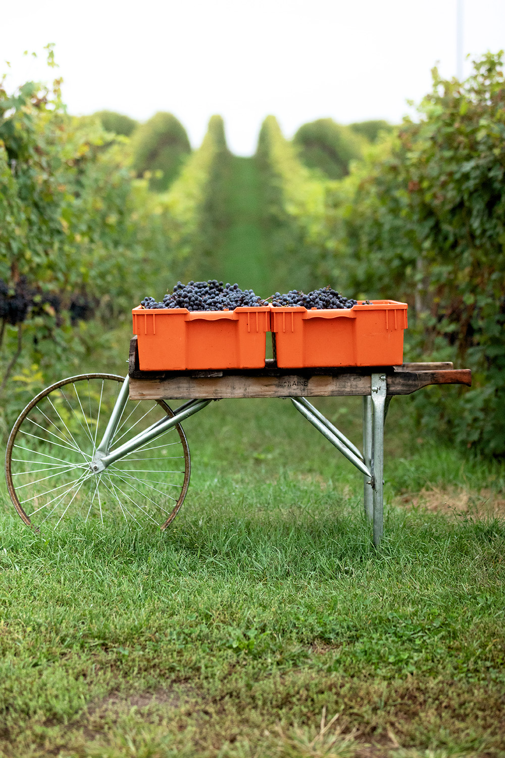 Dablon_Harvest-117-web
